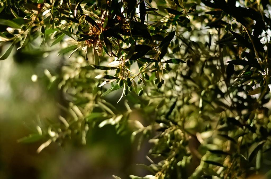 Olive Stones: The Sustainable Potential of Olive&nbsp;Biomass